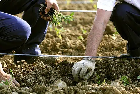 process planting